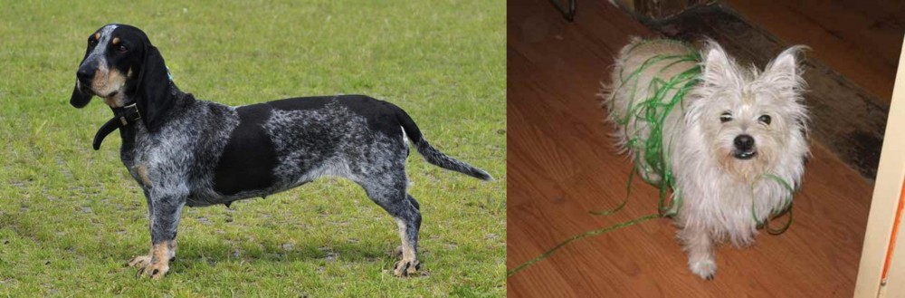 Cairland Terrier vs Basset Bleu de Gascogne - Breed Comparison