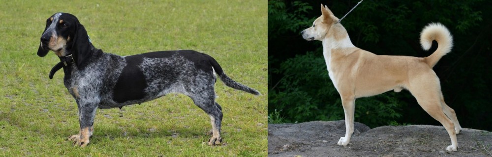 Canaan Dog vs Basset Bleu de Gascogne - Breed Comparison