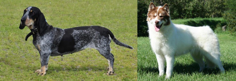 Canadian Eskimo Dog vs Basset Bleu de Gascogne - Breed Comparison