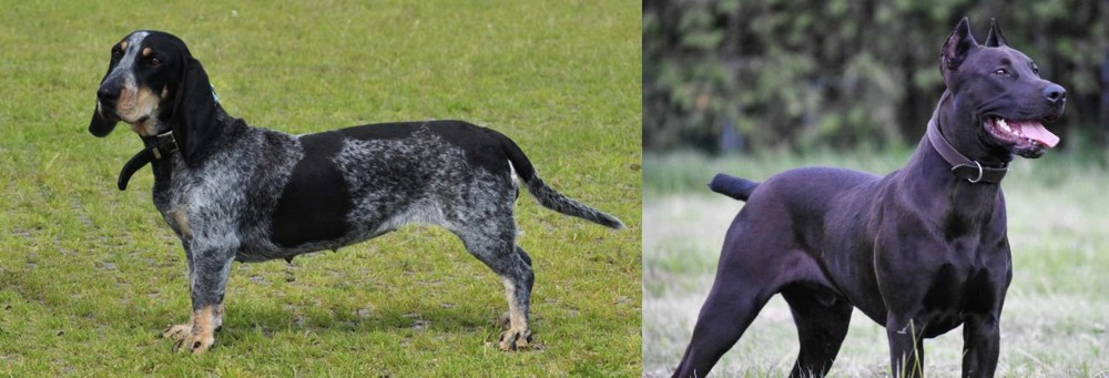 Canis Panther vs Basset Bleu de Gascogne - Breed Comparison