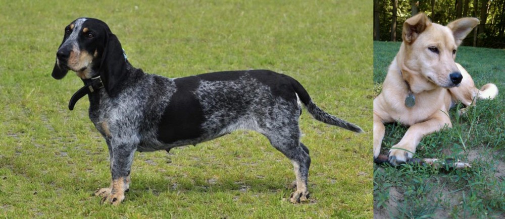 Carolina Dog vs Basset Bleu de Gascogne - Breed Comparison