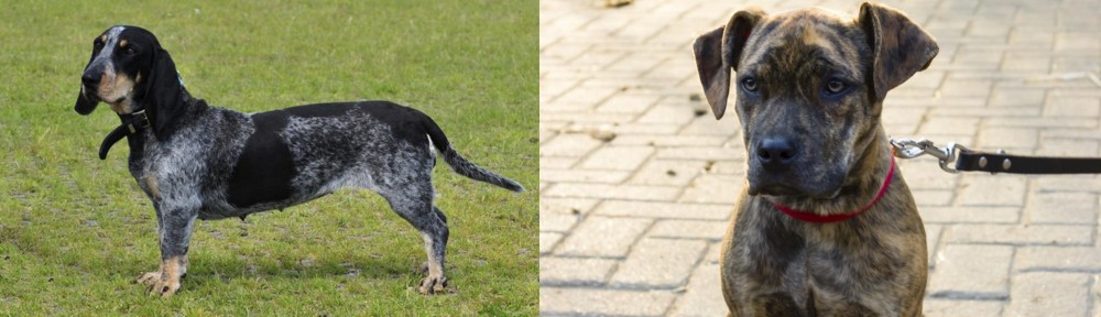 Catahoula Bulldog vs Basset Bleu de Gascogne - Breed Comparison