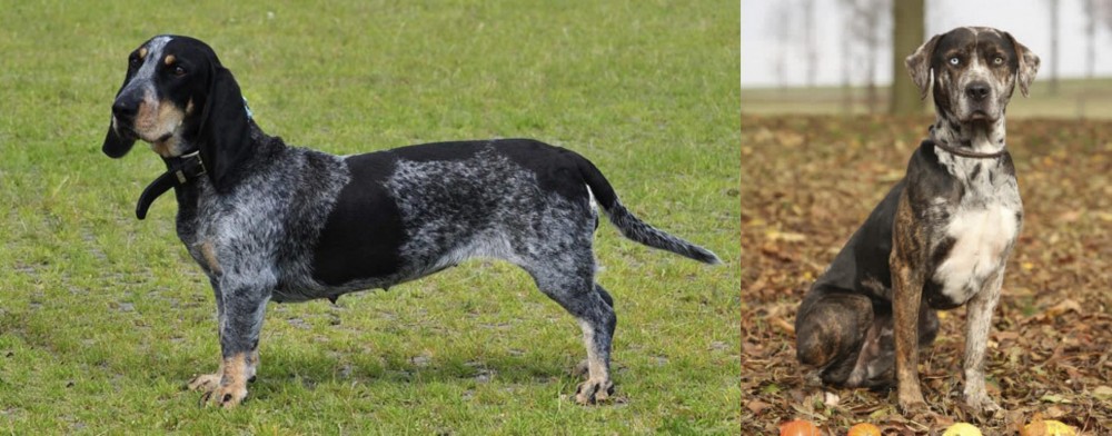 Catahoula Leopard vs Basset Bleu de Gascogne - Breed Comparison
