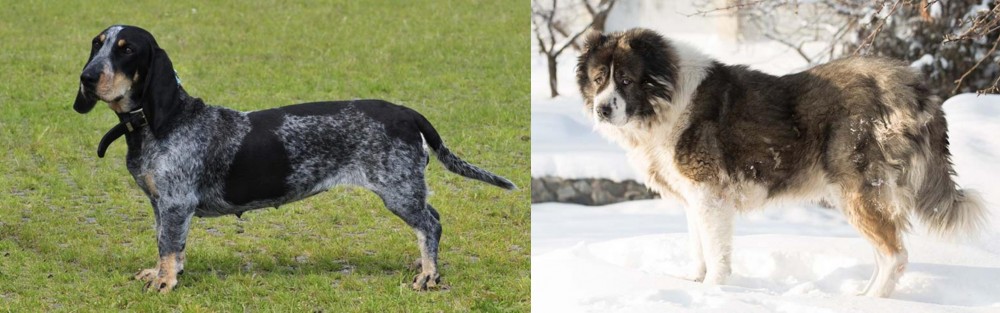 Caucasian Shepherd vs Basset Bleu de Gascogne - Breed Comparison