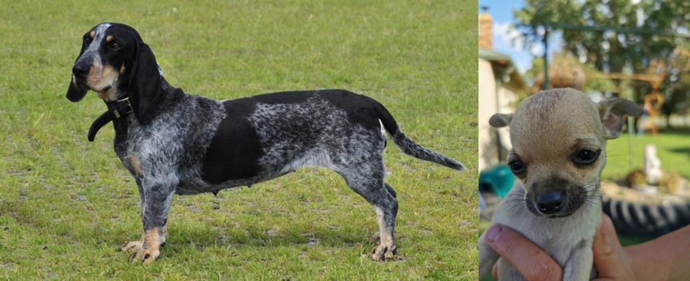Chihuahua vs Basset Bleu de Gascogne - Breed Comparison