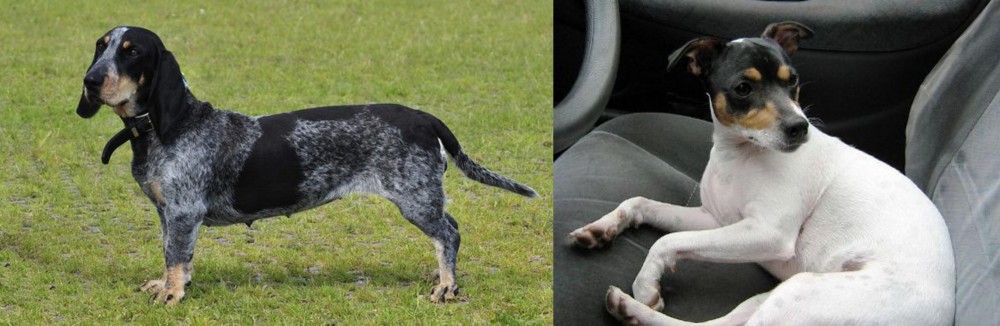 Chilean Fox Terrier vs Basset Bleu de Gascogne - Breed Comparison