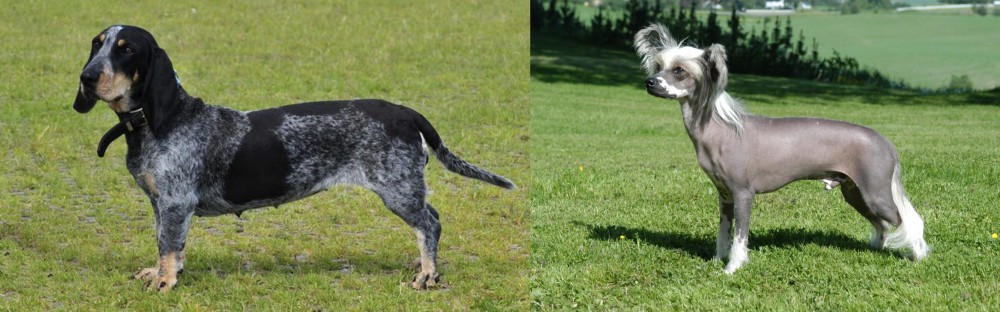 Chinese Crested Dog vs Basset Bleu de Gascogne - Breed Comparison