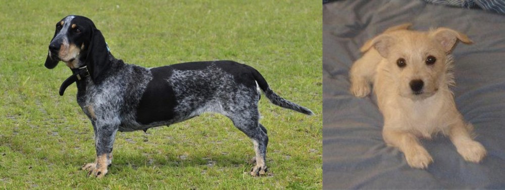 Chipoo vs Basset Bleu de Gascogne - Breed Comparison