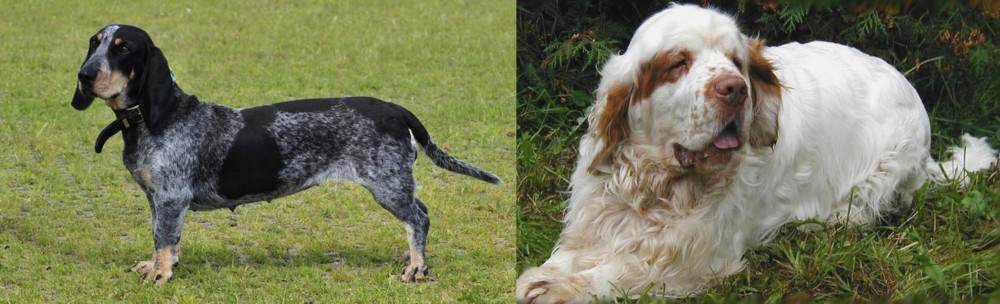 Clumber Spaniel vs Basset Bleu de Gascogne - Breed Comparison