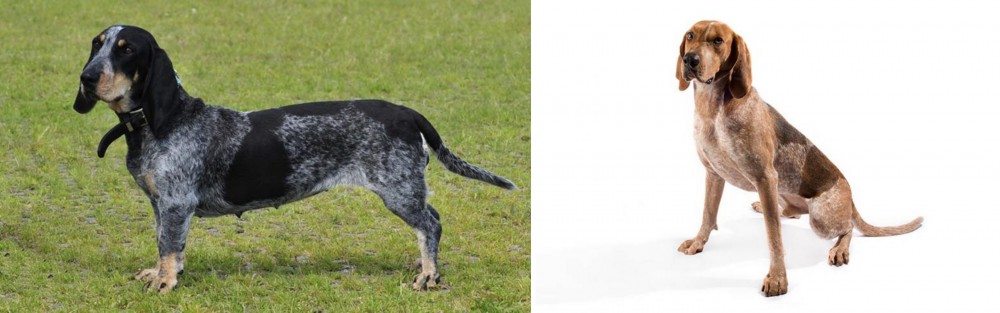 Coonhound vs Basset Bleu de Gascogne - Breed Comparison