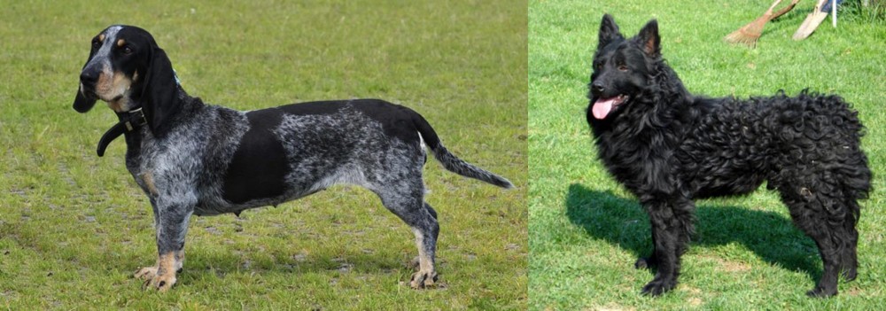 Croatian Sheepdog vs Basset Bleu de Gascogne - Breed Comparison