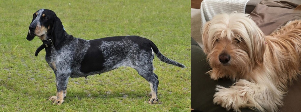 Cyprus Poodle vs Basset Bleu de Gascogne - Breed Comparison