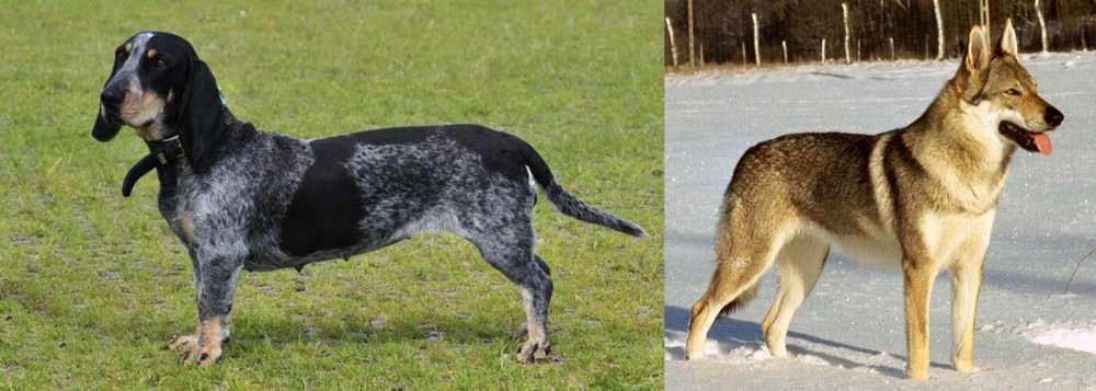 Czechoslovakian Wolfdog vs Basset Bleu de Gascogne - Breed Comparison