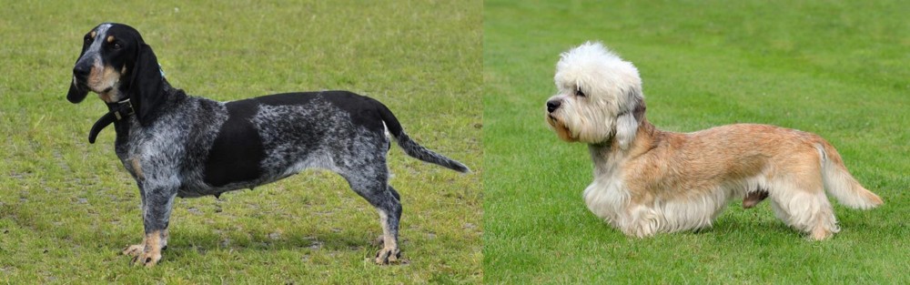 Dandie Dinmont Terrier vs Basset Bleu de Gascogne - Breed Comparison