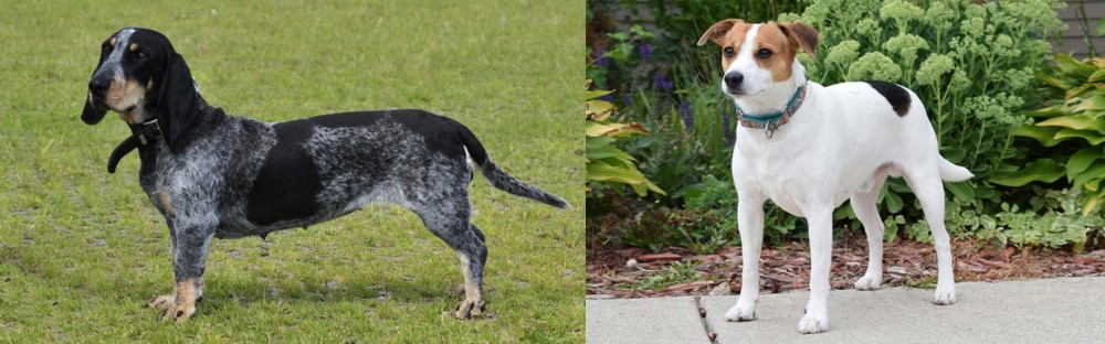 Danish Swedish Farmdog vs Basset Bleu de Gascogne - Breed Comparison