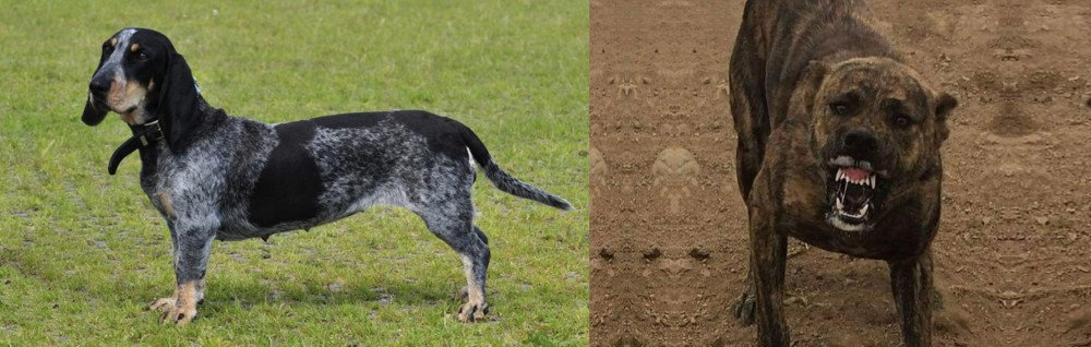 Dogo Sardesco vs Basset Bleu de Gascogne - Breed Comparison
