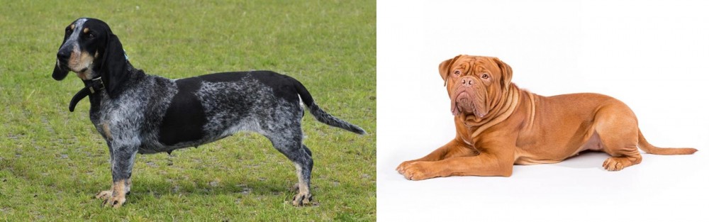 Dogue De Bordeaux vs Basset Bleu de Gascogne - Breed Comparison