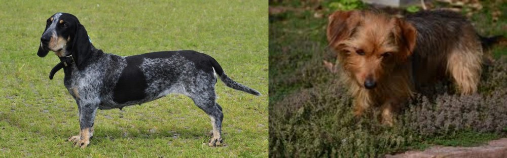 Dorkie vs Basset Bleu de Gascogne - Breed Comparison