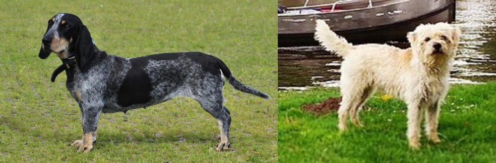 Dutch Smoushond vs Basset Bleu de Gascogne - Breed Comparison