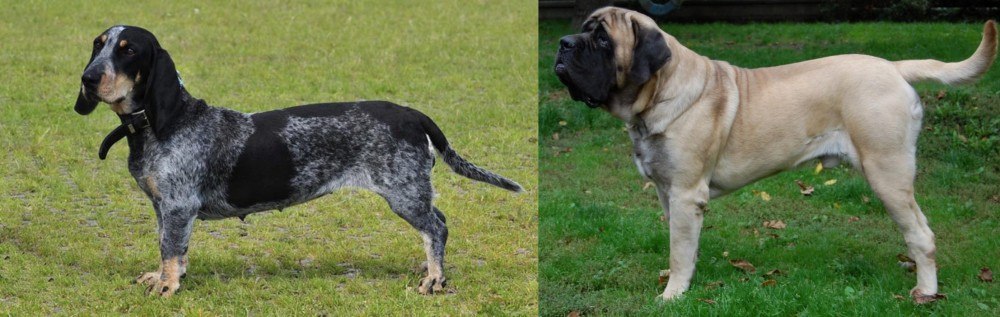English Mastiff vs Basset Bleu de Gascogne - Breed Comparison