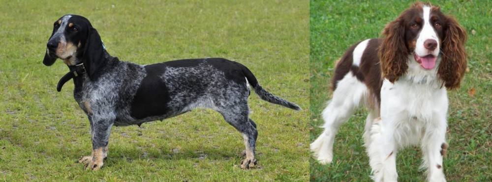 English Springer Spaniel vs Basset Bleu de Gascogne - Breed Comparison