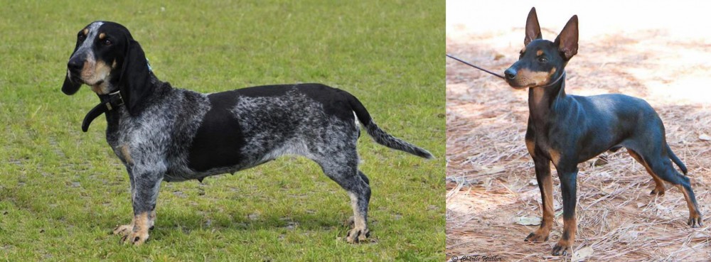 English Toy Terrier (Black & Tan) vs Basset Bleu de Gascogne - Breed Comparison