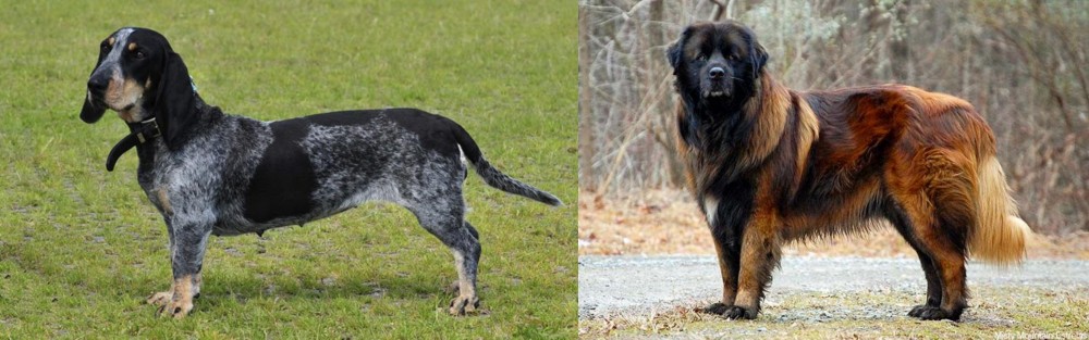 Estrela Mountain Dog vs Basset Bleu de Gascogne - Breed Comparison