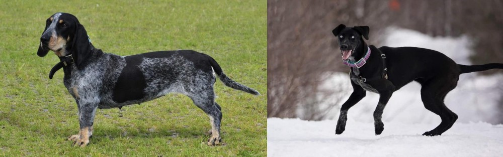 Eurohound vs Basset Bleu de Gascogne - Breed Comparison