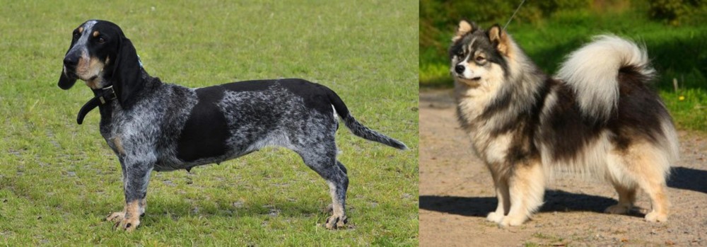 Finnish Lapphund vs Basset Bleu de Gascogne - Breed Comparison
