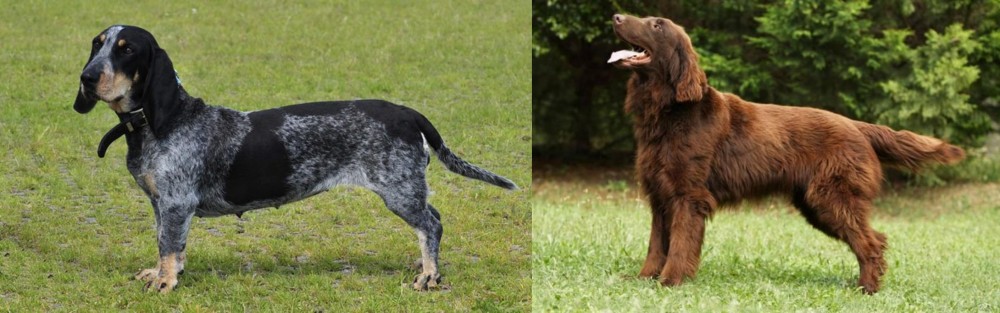 Flat-Coated Retriever vs Basset Bleu de Gascogne - Breed Comparison