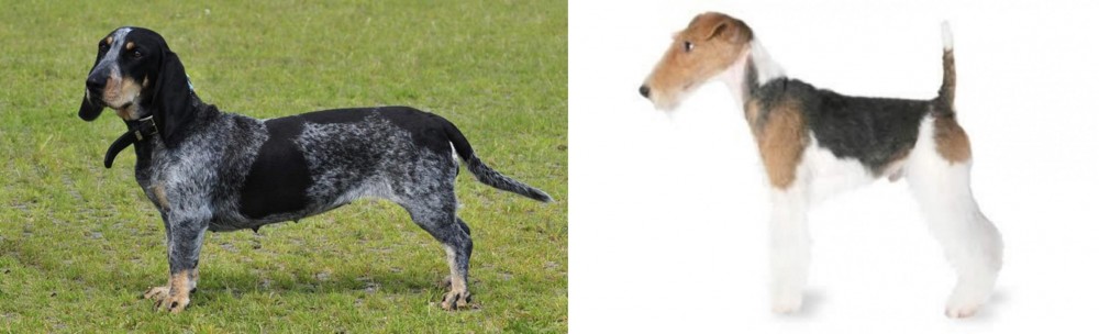 Fox Terrier vs Basset Bleu de Gascogne - Breed Comparison