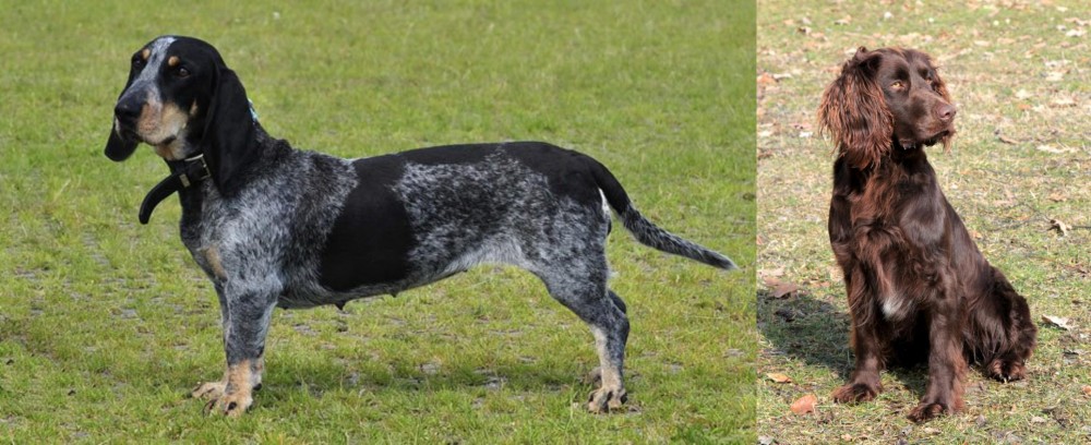 German Spaniel vs Basset Bleu de Gascogne - Breed Comparison