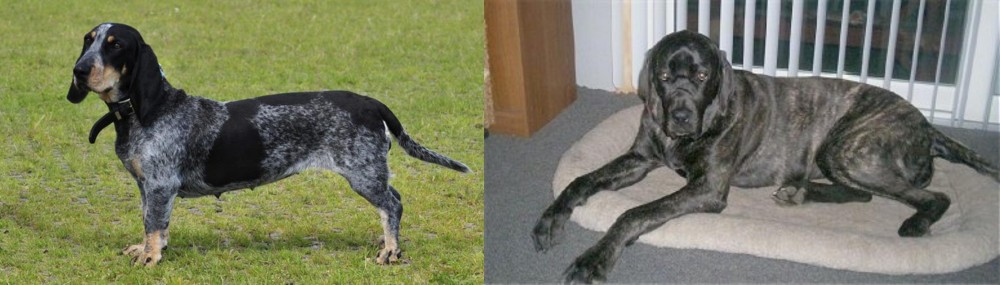 Giant Maso Mastiff vs Basset Bleu de Gascogne - Breed Comparison