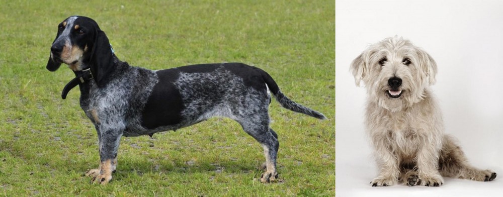 Glen of Imaal Terrier vs Basset Bleu de Gascogne - Breed Comparison