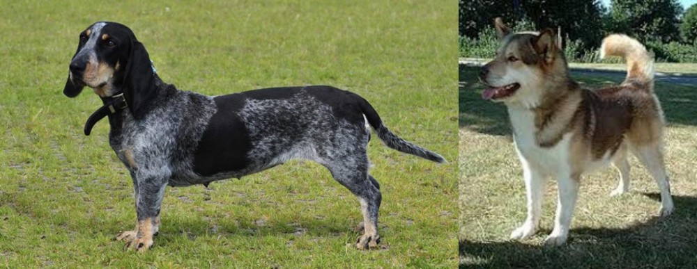 Greenland Dog vs Basset Bleu de Gascogne - Breed Comparison