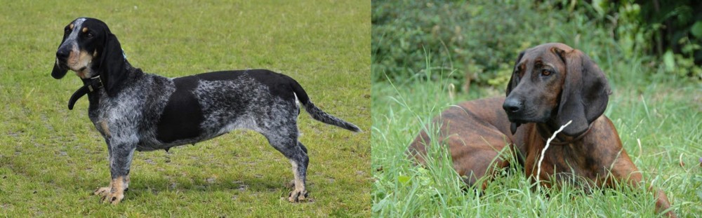 Hanover Hound vs Basset Bleu de Gascogne - Breed Comparison