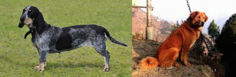 Himalayan Sheepdog vs Basset Bleu de Gascogne - Breed Comparison