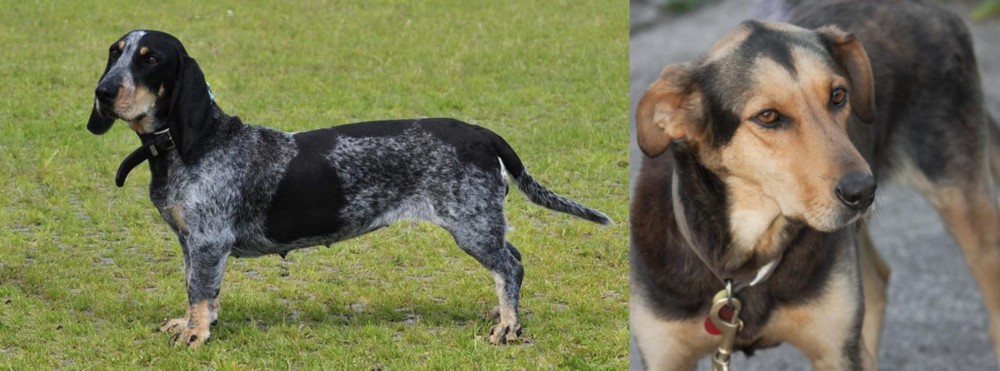 Huntaway vs Basset Bleu de Gascogne - Breed Comparison