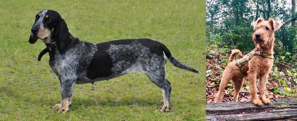 Irish Terrier vs Basset Bleu de Gascogne - Breed Comparison