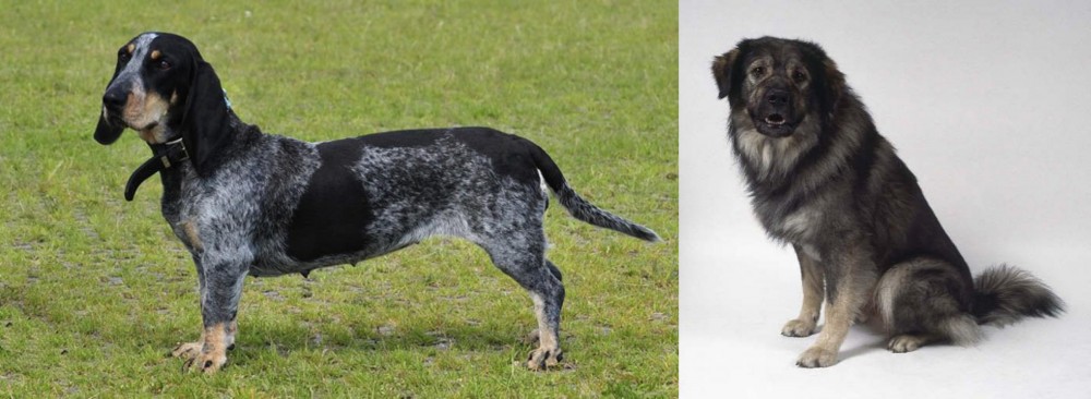 Istrian Sheepdog vs Basset Bleu de Gascogne - Breed Comparison