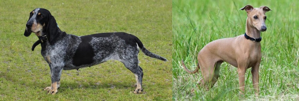 Italian Greyhound vs Basset Bleu de Gascogne - Breed Comparison