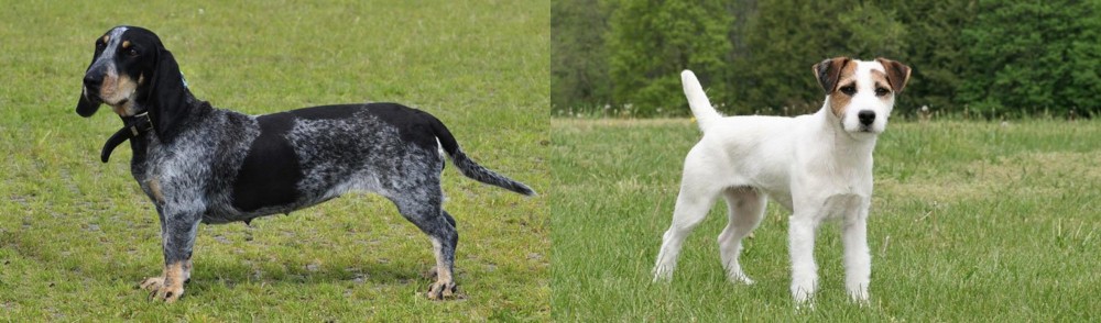 Jack Russell Terrier vs Basset Bleu de Gascogne - Breed Comparison