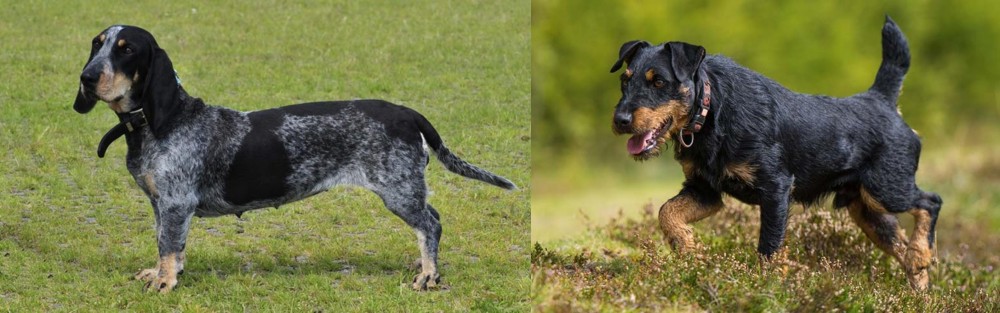 Jagdterrier vs Basset Bleu de Gascogne - Breed Comparison