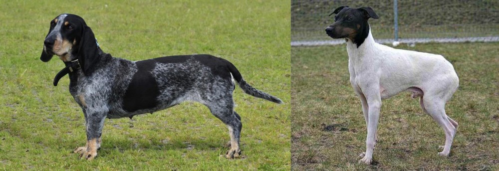 Japanese Terrier vs Basset Bleu de Gascogne - Breed Comparison