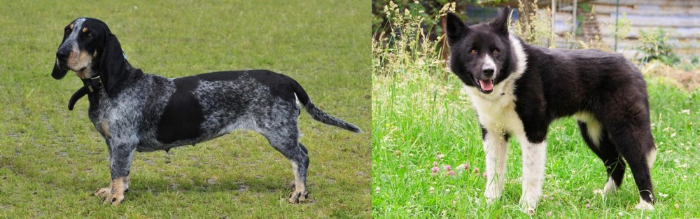 Karelian Bear Dog vs Basset Bleu de Gascogne - Breed Comparison