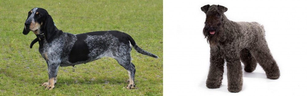 Kerry Blue Terrier vs Basset Bleu de Gascogne - Breed Comparison