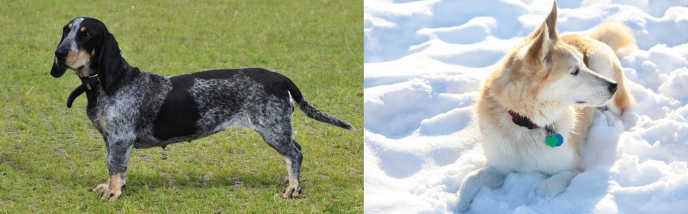 Labrador Husky vs Basset Bleu de Gascogne - Breed Comparison