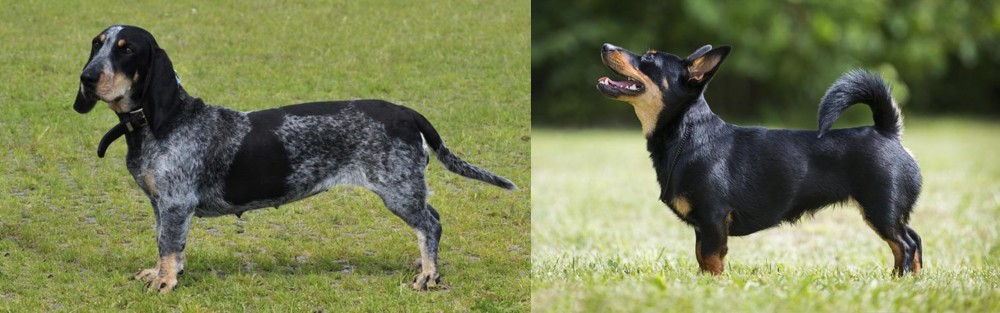 Lancashire Heeler vs Basset Bleu de Gascogne - Breed Comparison