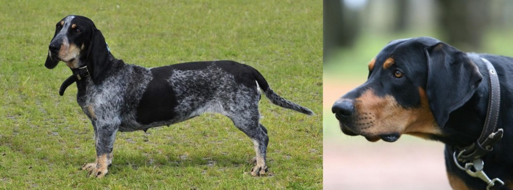 Lithuanian Hound vs Basset Bleu de Gascogne - Breed Comparison