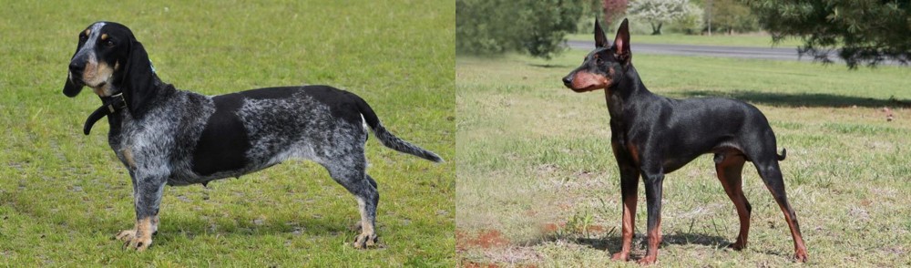 Manchester Terrier vs Basset Bleu de Gascogne - Breed Comparison